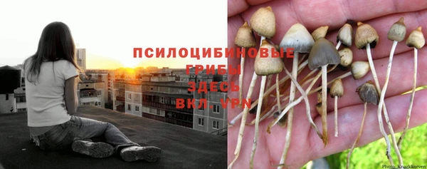 ГАЛЛЮЦИНОГЕННЫЕ ГРИБЫ Аркадак